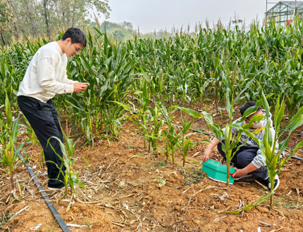 <b>華中農業大學植物根系發育研究</b>